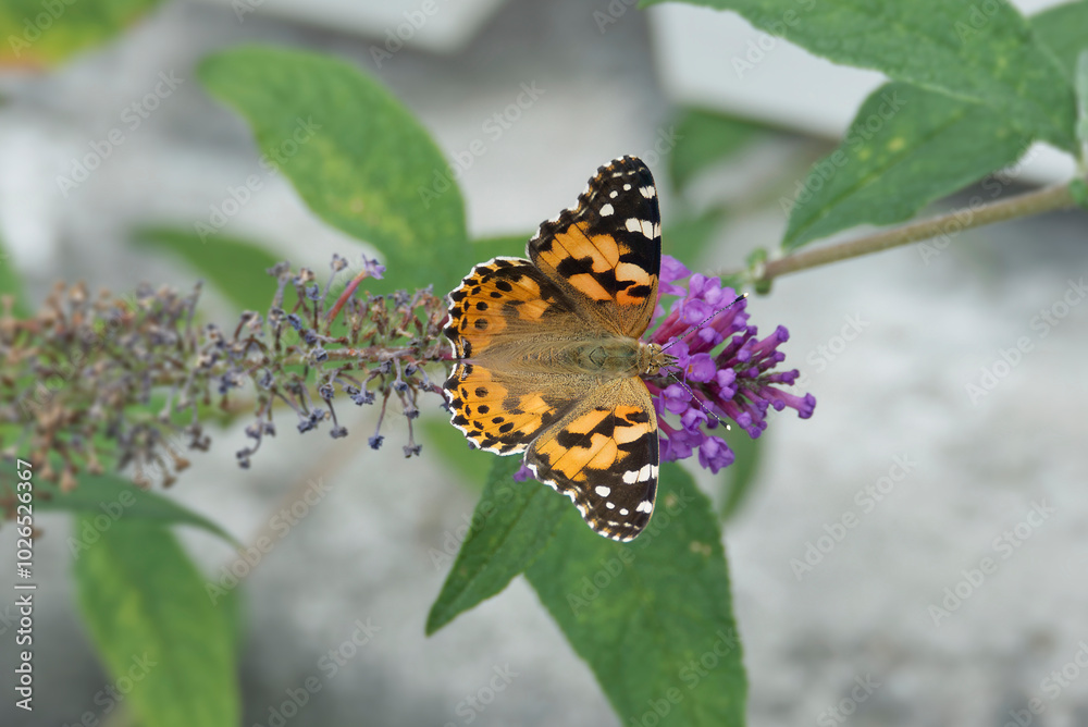 Painted Lady (Vanessa cardui) butterfly perched on summer lilac in Zurich, Switzerland Painted Lady (Vanessa cardui) butterfly perched on summer lilac in Zurich, Switzerland