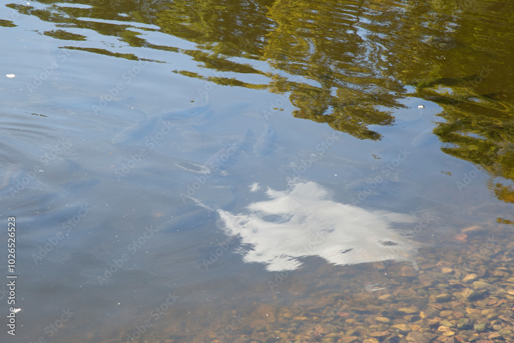 Catherine Pond in Moscow . There are a lot of fish in the pond.The Saltykov Palace. Catherine Pond in Moscow . There are a lot of fish in the pond.The Saltykov Palace.