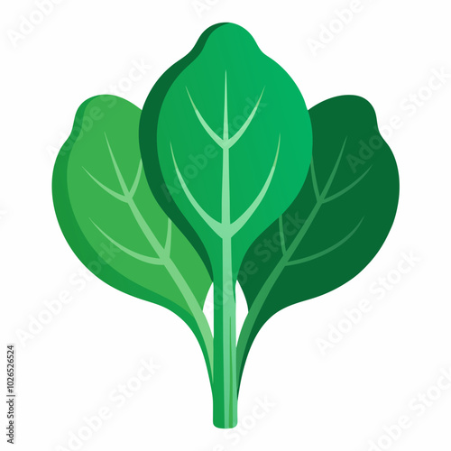 spinach Spinacia oleracea creative vector design