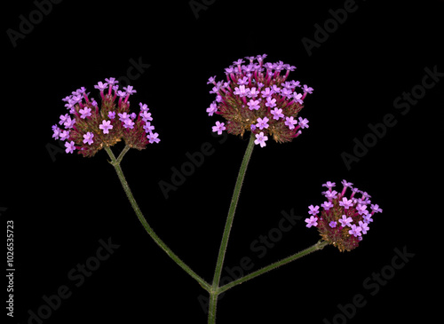 Closeup of flowers of Verbena bonariensis isolated against a black background photo