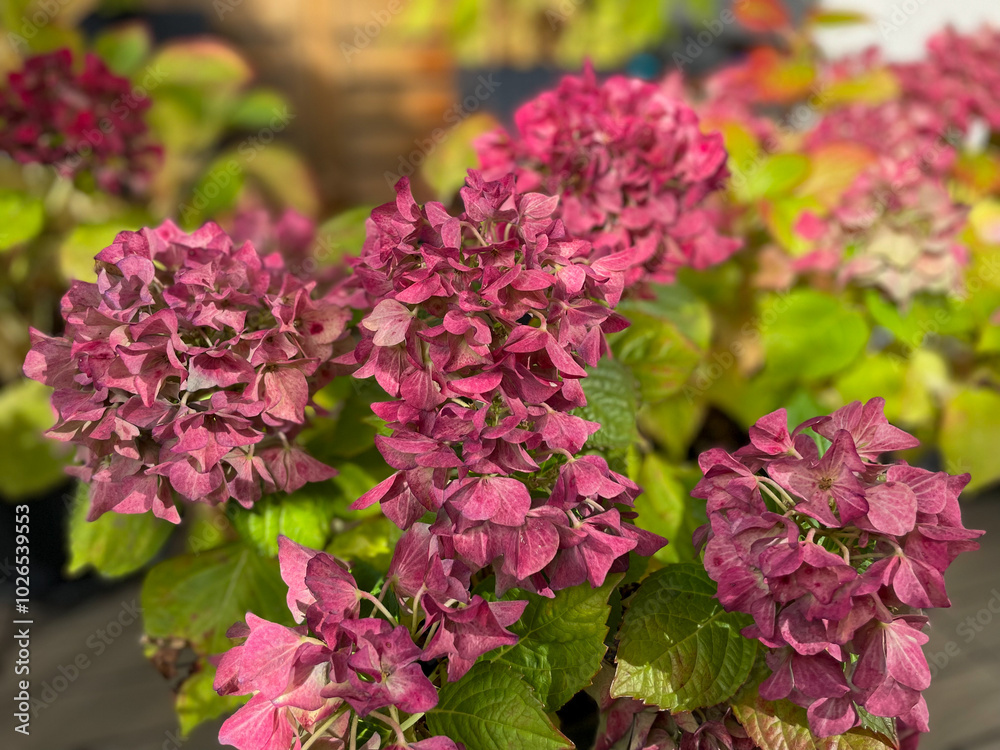 Fototapeta premium Beautiful blooming pink dried Hydrangea flowers with yellow pink leaves in balcony terrace garden in autumn winter time