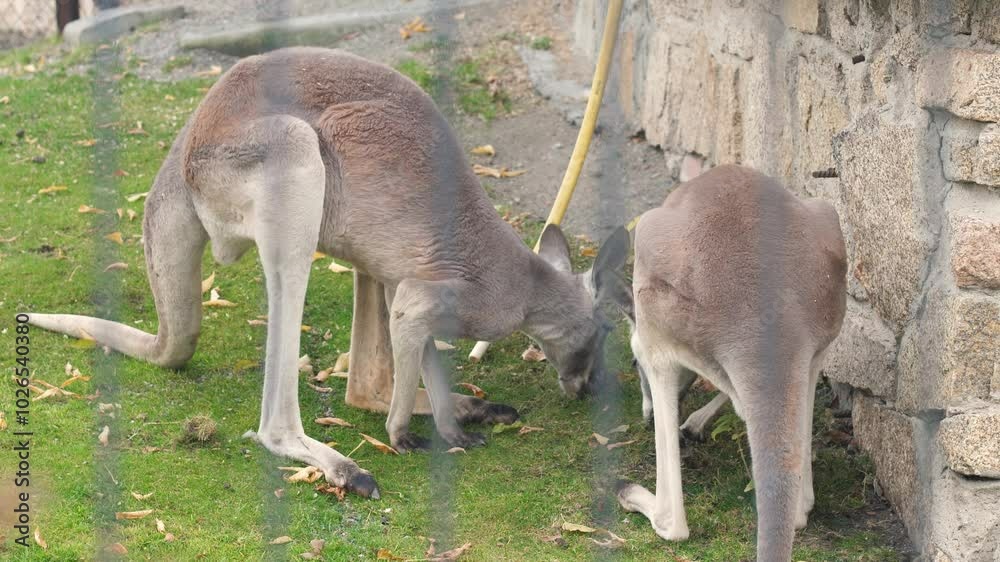 two kangaroos eat grass while in a zoo on a summer day, kangaroos in an enclosure in a zoo graze two kangaroos eat grass while in a zoo on a summer day, kangaroos in an enclosure in a zoo graze