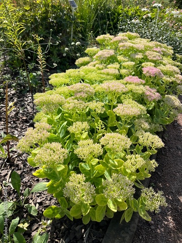 Blooming Hylotelephium spectabile with delicate green stems and leaves and green and pink flowers in a summer garden.Flower background photo