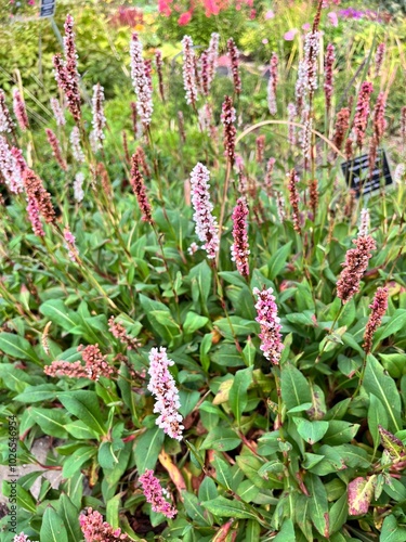 Polygonum affine Darjeeling Red. A perennial herbaceous plant with pink and red flowers on a stem in a flower bed. Flower background
