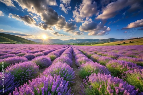 Breathtaking Lavender Field in Full Bloom - A Serene Documentary Photography Capturing Nature's Beauty