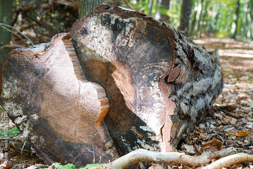 close up of cut trunk, tree rings, annual rings, cross-section of pine, lying stump