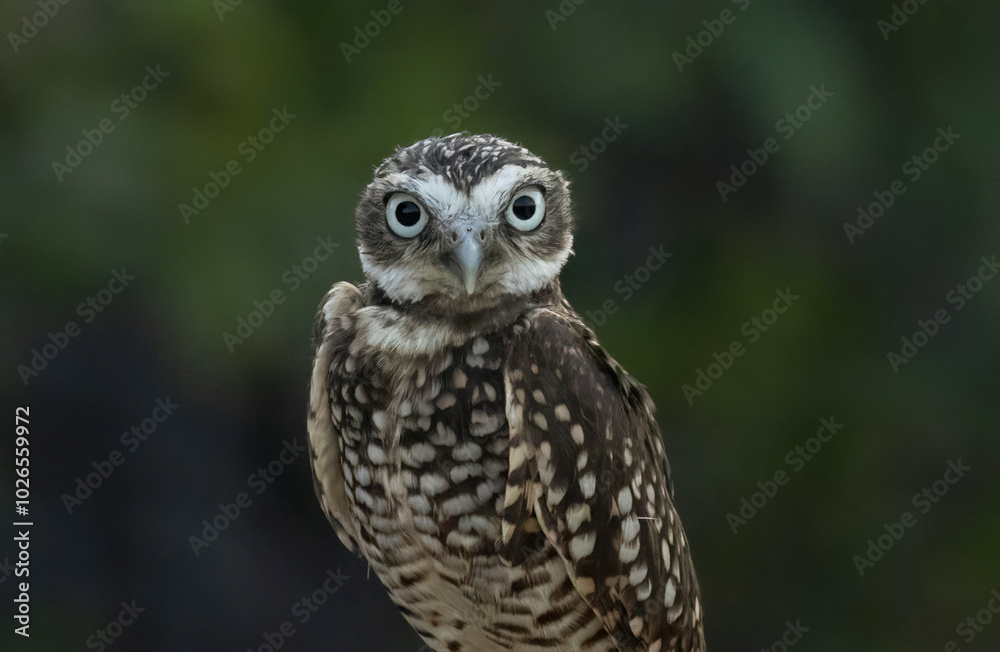 A little Burrowing Owl at a raptor demonstration A little Burrowing Owl at a raptor demonstration