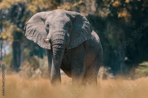 Majestic African Elephant in the Wilderness of Angola & Botswana.