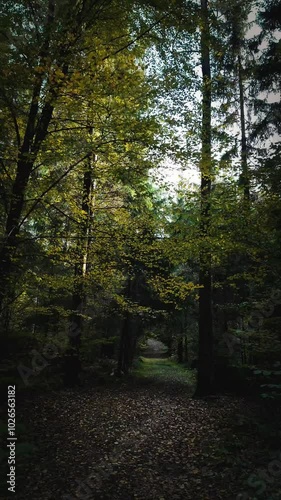 Herbst im Wald