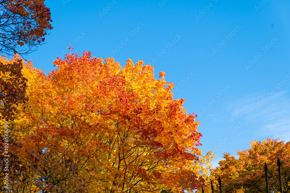 Fototapeta premium Lush yellow and red foliage on a tree in early autumn