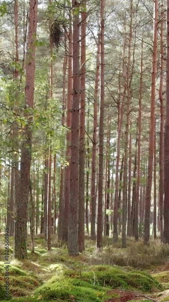 Tranquil Woodland: Sunlight Streaming Through Pine Trees in a Peaceful Forest Tranquil Woodland: Sunlight Streaming Through Pine Trees in a Peaceful Forest