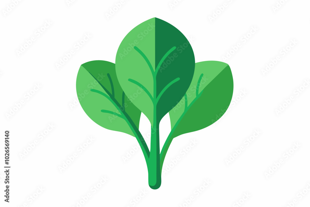 Fototapeta premium Perpetual spinach Beta vulgaris subsp. vulgaris minimalistic vector design on a white background 