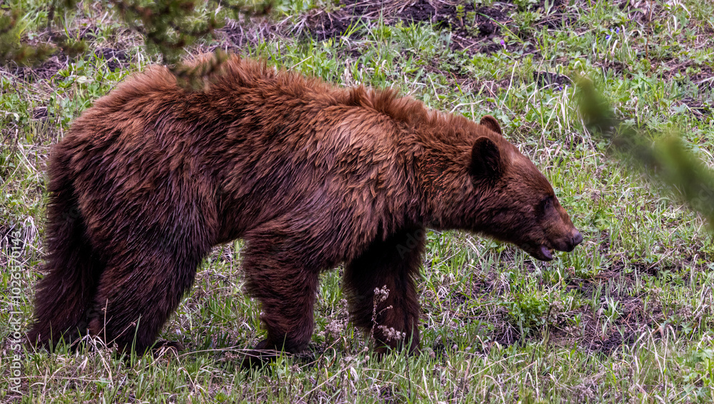 Powerful Grizzly Bear Roaming in Yellowstone National Park Powerful Grizzly Bear Roaming in Yellowstone National Park