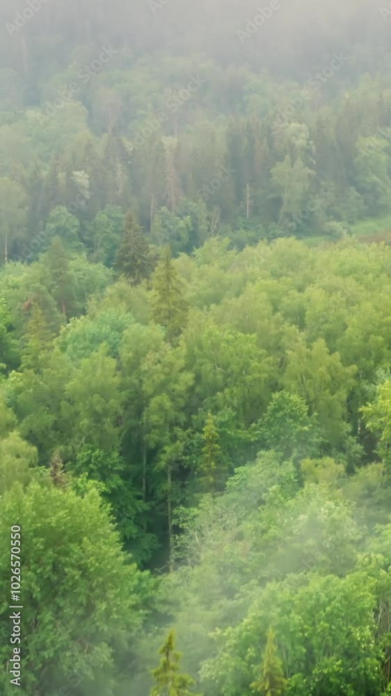 Aerial View of Lush Green Forest and Sunlit Trees in a Serene Nature Landscape Aerial View of Lush Green Forest and Sunlit Trees in a Serene Nature Landscape