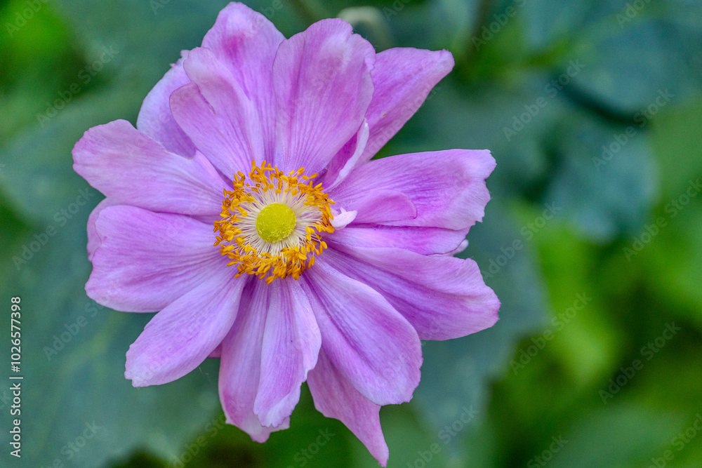 Blumeninsel Mainau im Bodensee – Farbenprächtige Blumenlandschaften und botanische Schönheit Blumeninsel Mainau im Bodensee – Farbenprächtige Blumenlandschaften und botanische Schönheit