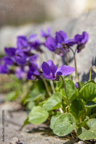 Lilac violets bloom in nature