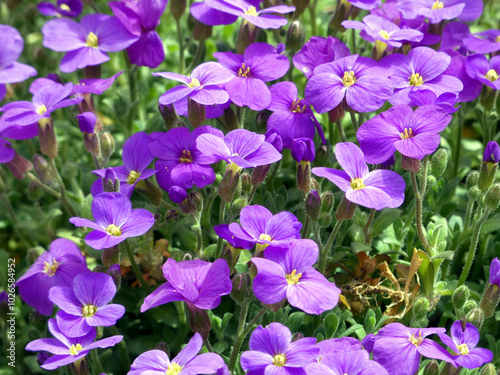 Aubrieta hybride in the castle park Diesbar-Seußlitz near Meißen (Saxony, Germany)