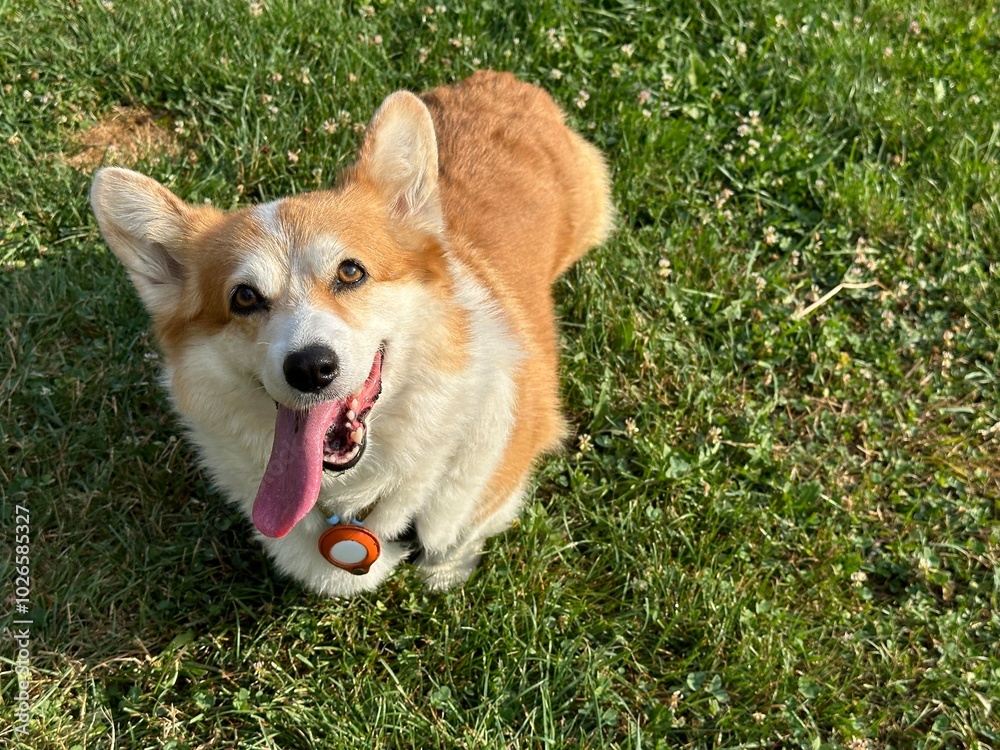 Happy Corgi panting on a grassy field under the bright sun Happy Corgi panting on a grassy field under the bright sun