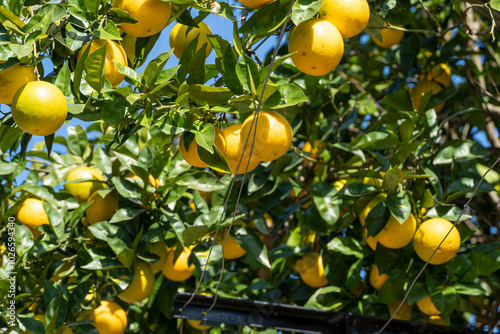 Foto Close up of a bunch of ripe oranges on a tree