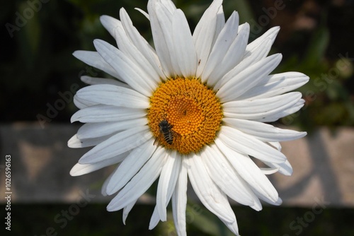 one margarita or daisy flower with insect