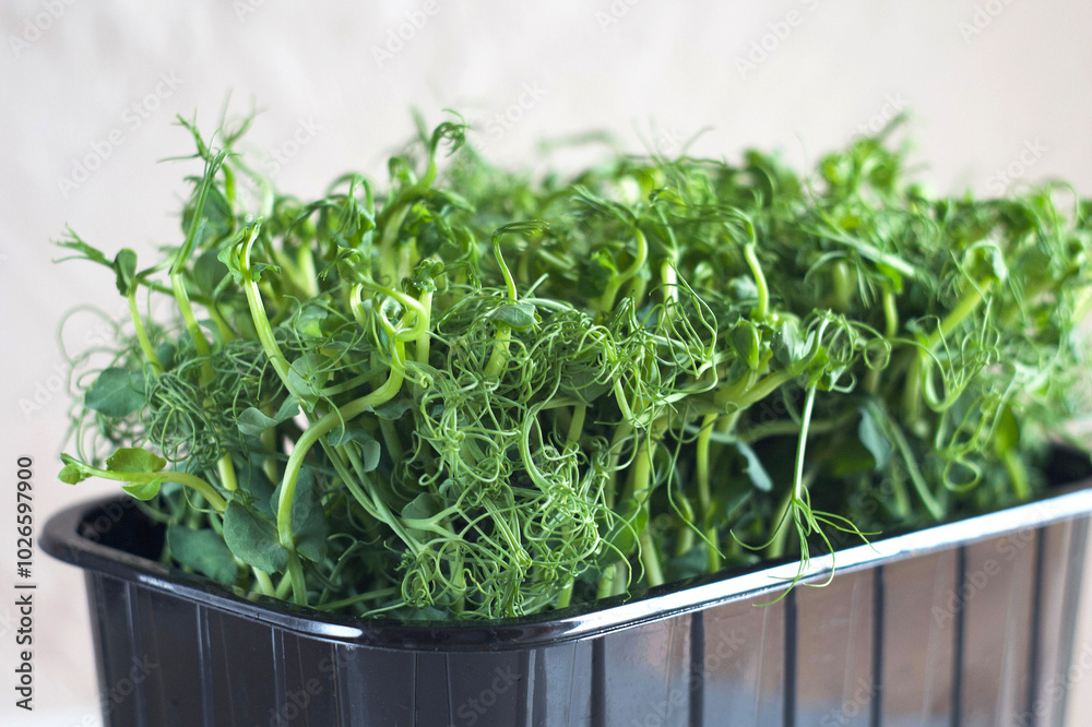 Microgreens green peas in a container are on the table Microgreens green peas in a container are on the table