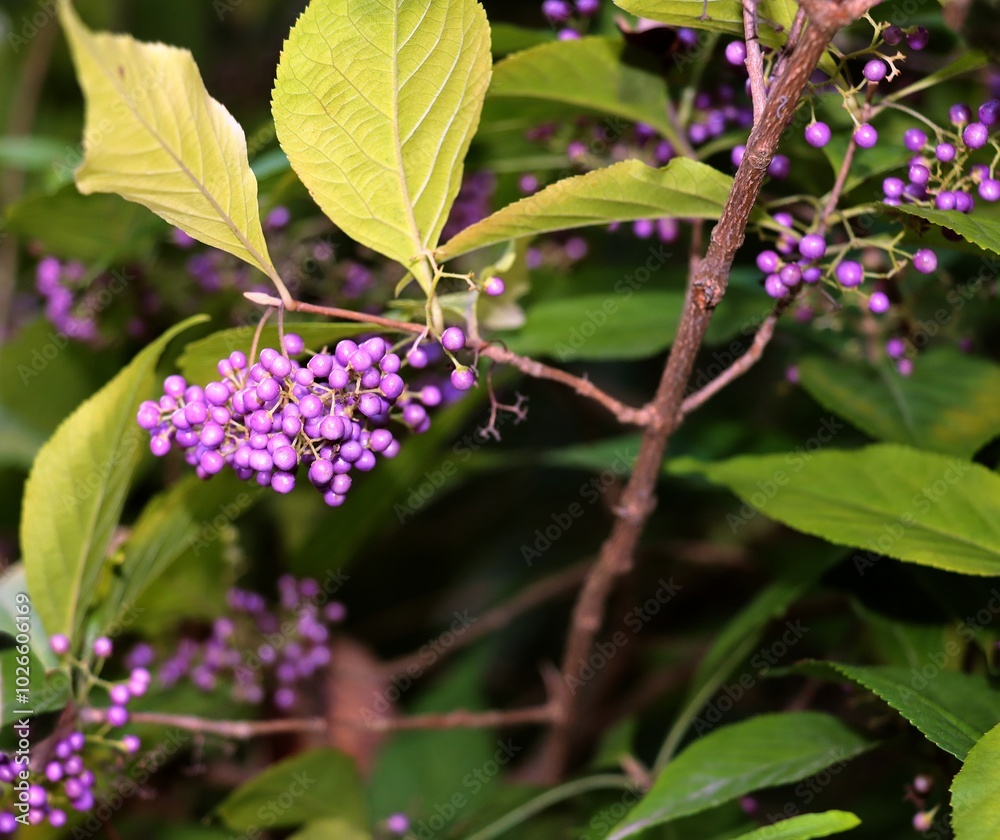 Callicarpa Japonica tree - Verbenaceae Family with lila berries Callicarpa Japonica tree - Verbenaceae Family with lila berries