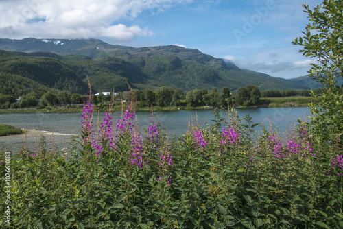 Weidenröschen am Ufer des Altafjord in Norwegen