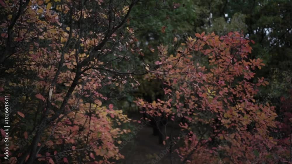 Gentle Breeze Through Autumn Leaves. Nature's Palette: Fall Foliage. Autumn Leaves in the Wind Gentle Breeze Through Autumn Leaves. Nature's Palette: Fall Foliage. Autumn Leaves in the Wind