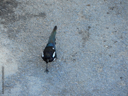 wild Eurasian magpie bird photo photo