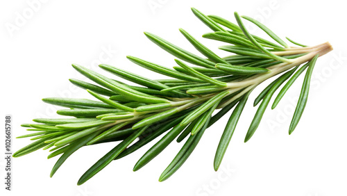 Fresh green rosemary sprig on a transparent or white background.