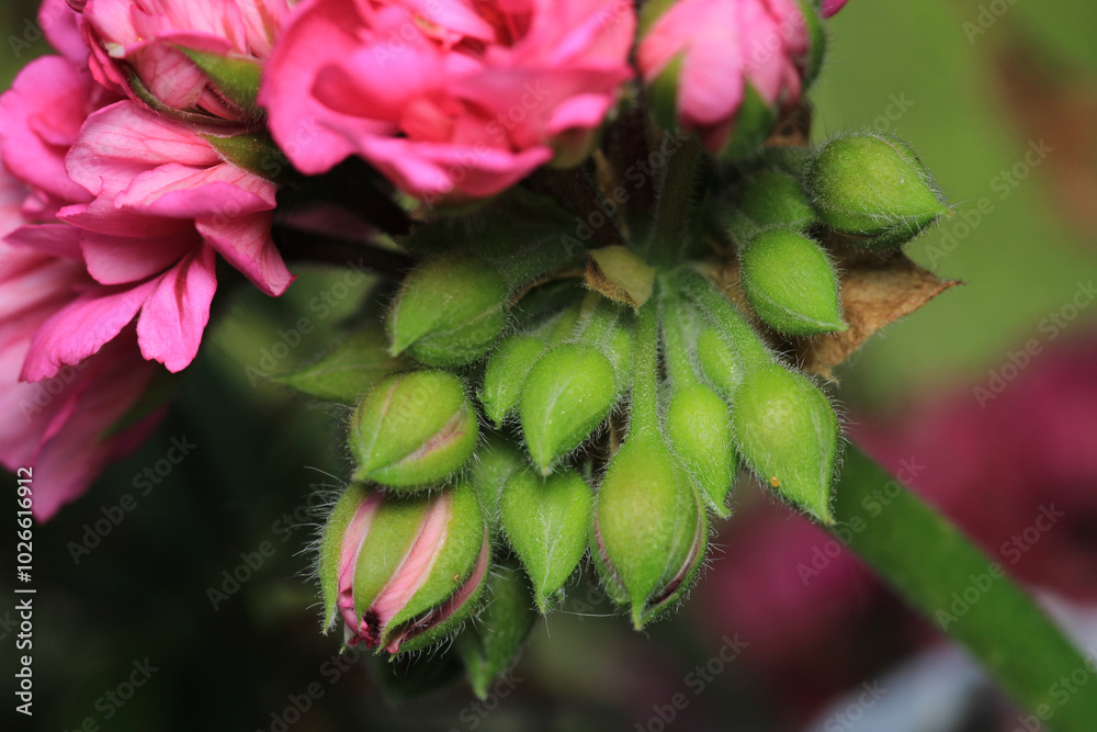 pink pelargonium zonale flower macro pink pelargonium zonale flower macro
