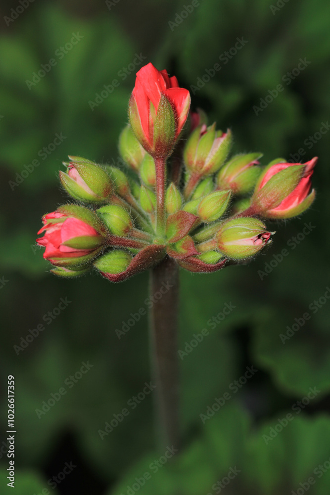 pink pelargonium zonale flower macro pink pelargonium zonale flower macro