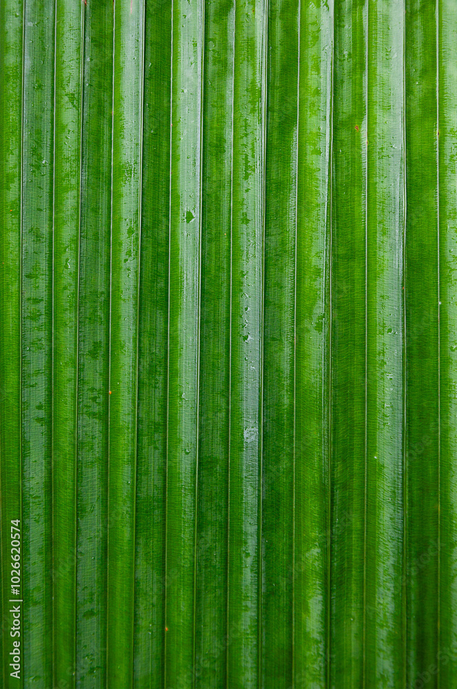 Part of big leaf of palm close-up