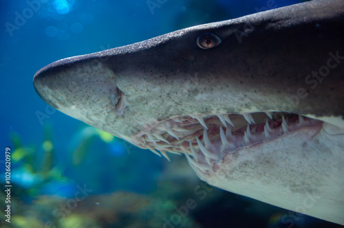 Profile portrait of a shark