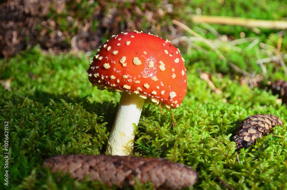 fly agaric mushroom growing on moss fly agaric mushroom growing on moss