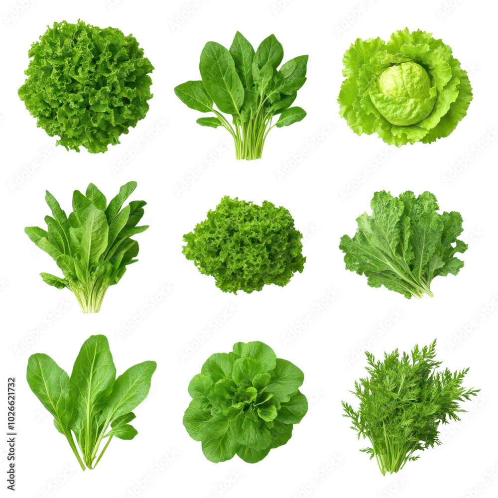 Top View Collection of Fresh Leafy Greens: Vibrant, Healthy, and Nutritious Vegetables for a Wholesome Diet Top View Collection of Fresh Leafy Greens: Vibrant, Healthy, and Nutritious Vegetables for a Wholesome Diet