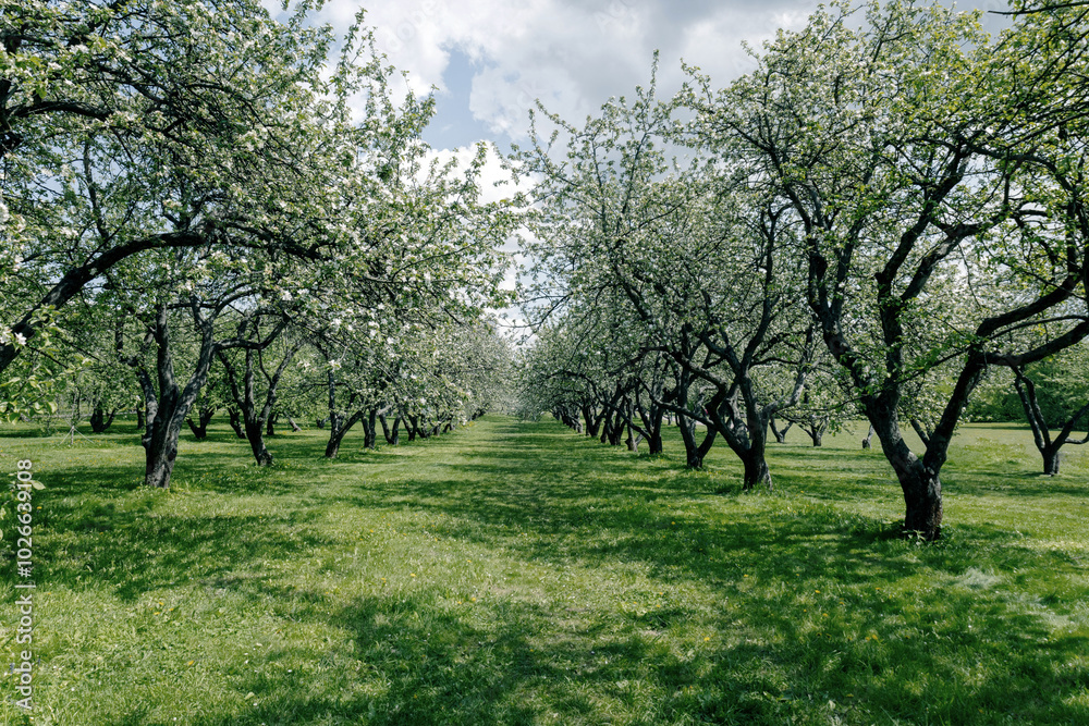 Blooming apple orchard in Kolomenskoye Blooming apple orchard in Kolomenskoye