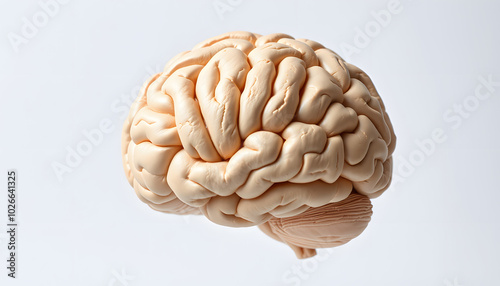 Human brain concept. Mental health, education and medical science background isolated with white highlights, png