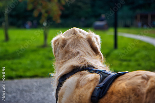 golden retriever de dos regardant son aire de jeu