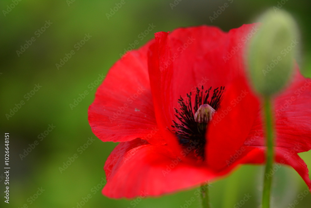 Mohn