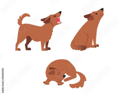 pet images
