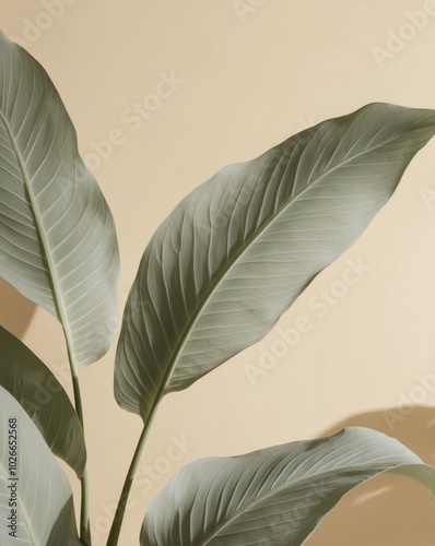 Soft tropical leaves and shadows on a beige background with copy space. photo