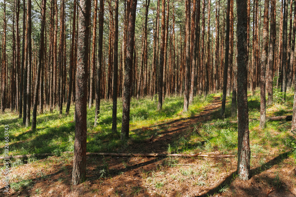Fototapeta premium A beautiful forest with pine trees, smooth tree trunks in rows.
