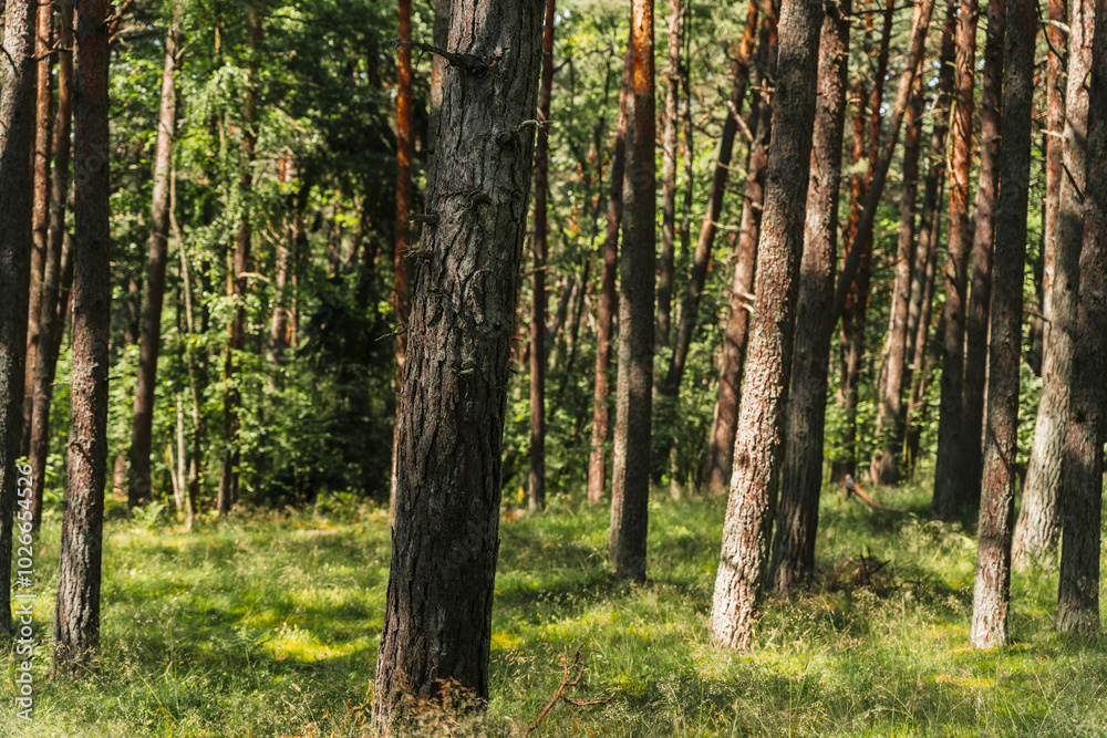 A beautiful forest with pine trees, smooth tree trunks in rows. A beautiful forest with pine trees, smooth tree trunks in rows.