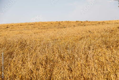 Oat plantation (Avena sativa and Avena byzantina) in a large sunny field photo