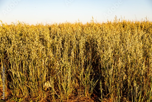 Oat plantation (Avena sativa and Avena byzantina) in a large sunny field photo