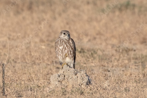 Tableau sur toile merlin (Falco columbarius), a small species of falcon from the Northern Hemisphe