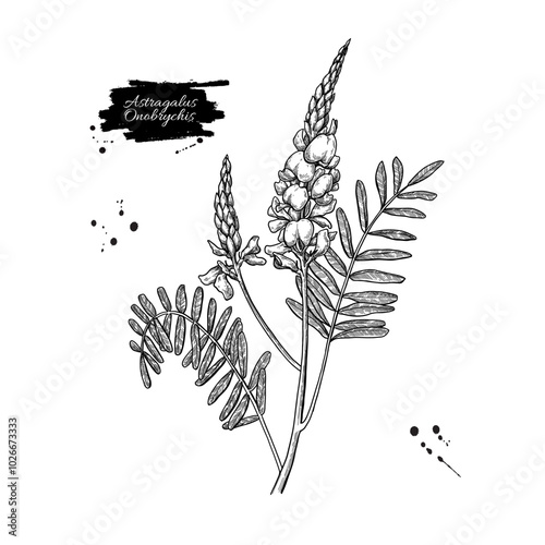 Astragalus Onobrychis drawing. Sainfoin Vector hand drawn plant.