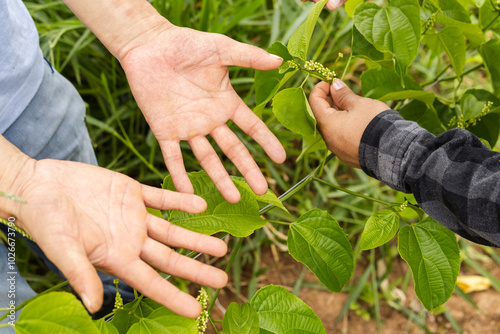 Close-up of a farmer's hands working, with other hands visible in the background handling sacha inchi plants photo