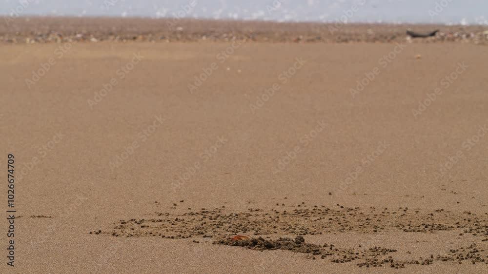 A crab digging a hole on a tropical beach A crab digging a hole on a tropical beach